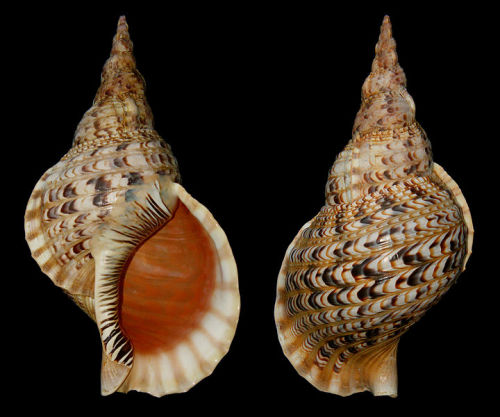 astronomy-to-zoology: Triton’s Trumpet (Charonia tritonis) …a large species of Ranellid gastropod  