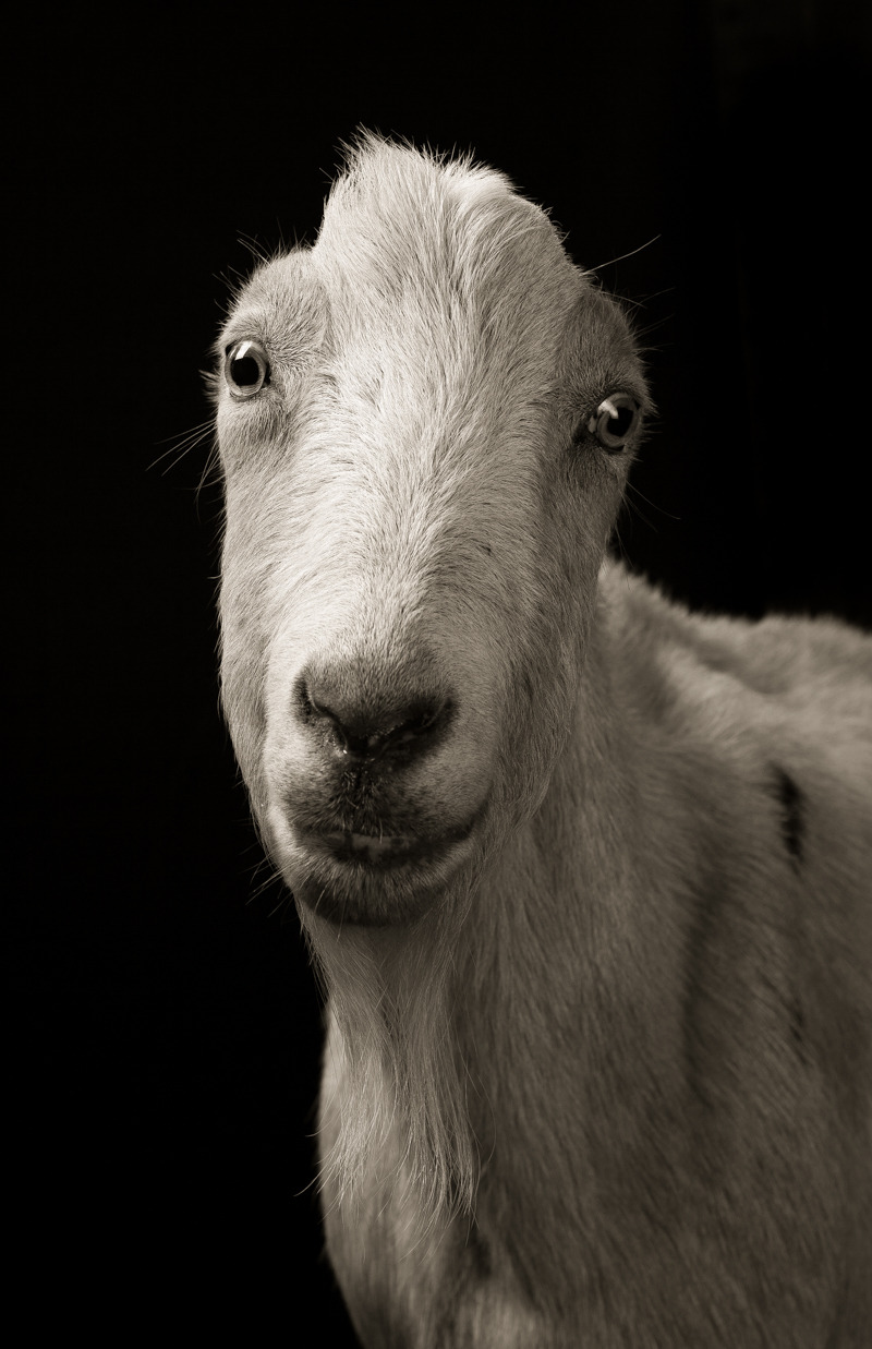 itscolossal:  Majestic Black and White Studio Portraits of Goats and Sheep by Kevin