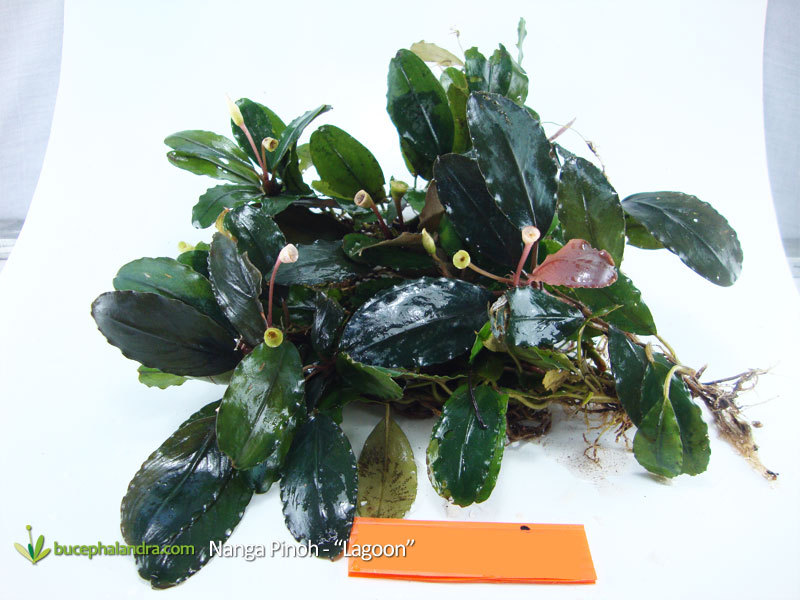 Bucephalandra “Lagoon” from Nanga Pinoh have super wide leaves with dark blue color in submersed.