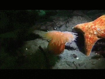 zooophagous:nyctra:  marinesci:swimming anemone evades leather starI WAS UNAWARE