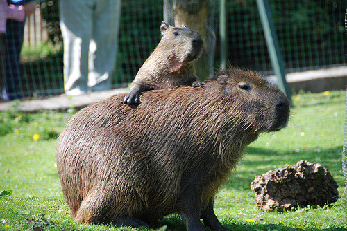 Capybara sits on a Capybara