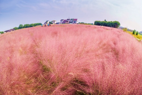 cctvnews:Pink grass field in China enchants touristsA grass field in Shanghai has become a tourist a