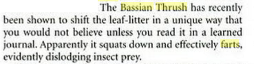 wetleavesandfeathers:  dekpi:   charliethebeeb:  dekpi:  hey did u guys know theres