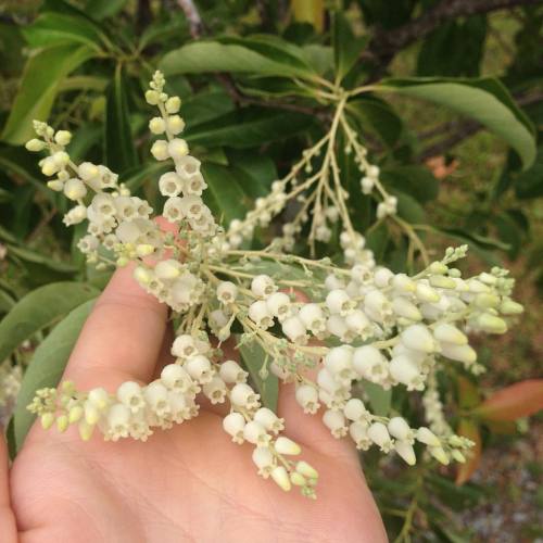 #Cornusvanadensis gets an oil change in #elkins #westvirginia #sourwood #tree #Oxydendrumarboreum #O