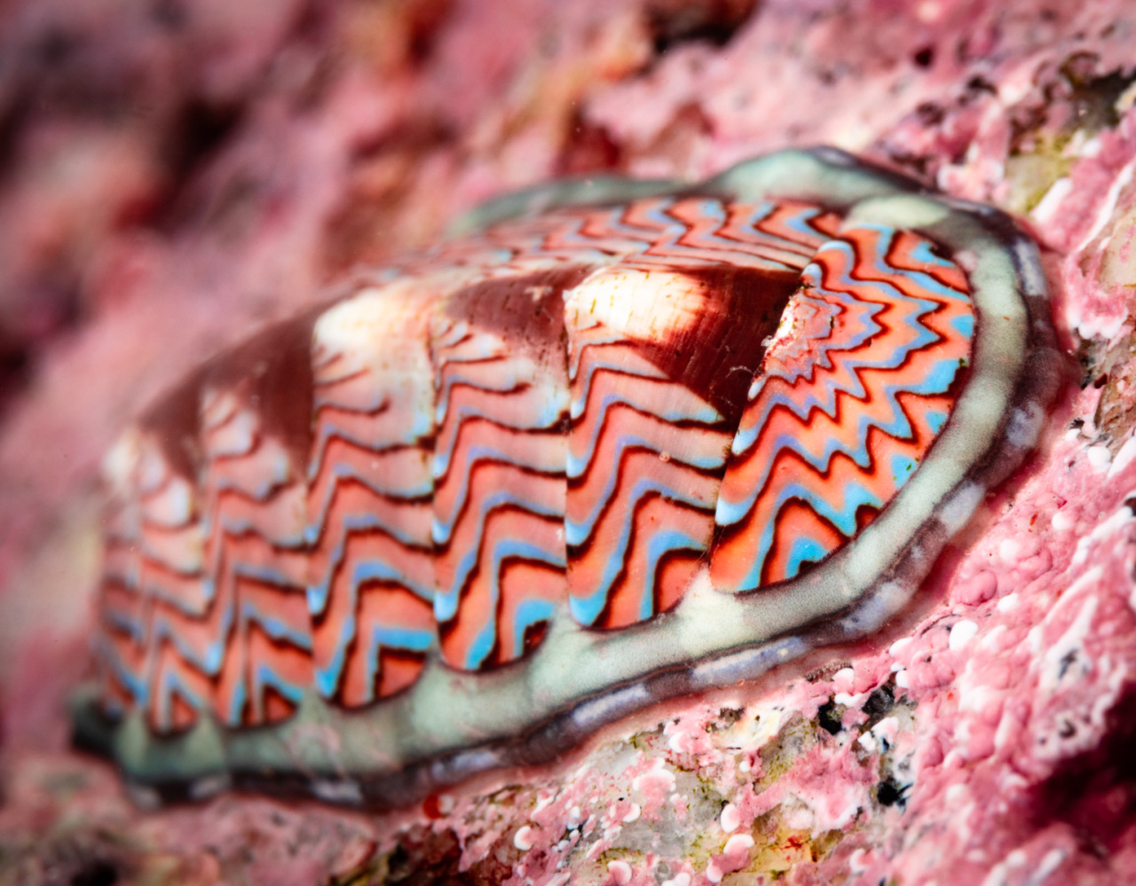 montereybayaquarium:  montereybayaquarium:  BIOLOGY: so, colors-LINED CHITON: i wanna