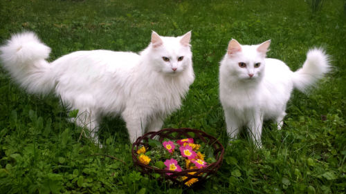 unimpressedcats:i now pronounce you cat and cat