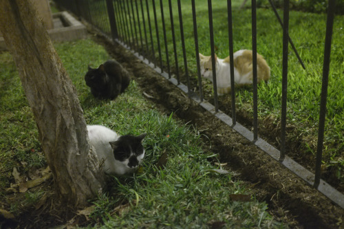 alanjamesart:okay here’s the last of my pictures from the lima cat park