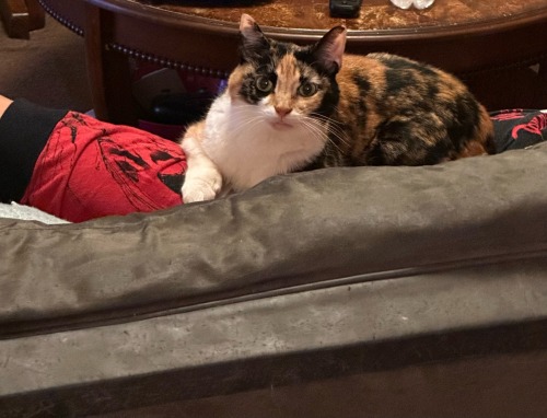 Todays My Brothers Birthday, So I Shall Be Posting His Cats Buttercup & Sylvester