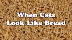 thenatsdorf:  When cats look like bread. [full video]