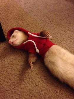 stringmouse:  Hoodie   OMG my spirit animal