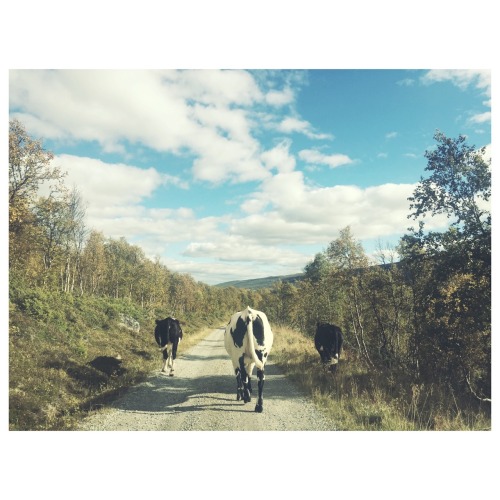 Sunday stroll