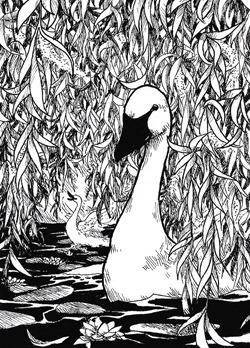 delightsart:trumpeter swan under weeping willow, done in 2019, drawing with black Copic Multiliner 0