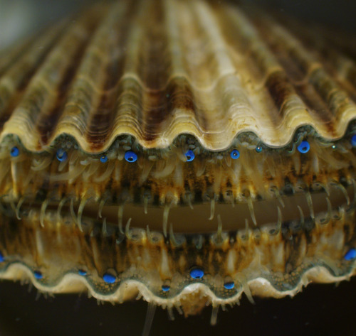 finding-things-out: Juvenile live bay scallop (Argopecten irradians) The blue spheres are eyes &mdas