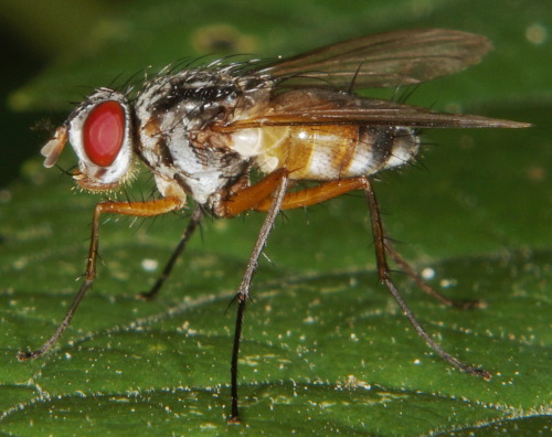 Cholomyia inaequipes