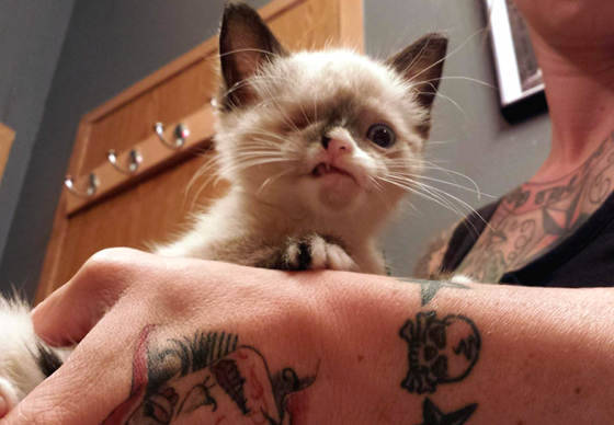 fightoffyourdarling:  ewok-gia:  Meet Sir Stuffington, an one eyed kitty who survived