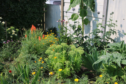 agavex-photography:Herbaceous Border 1, early August 2019.