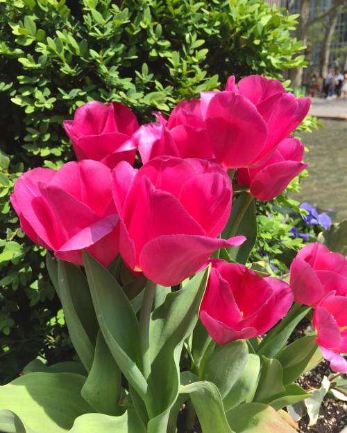 Such a stunning day in @bryantparknyc #earthday #flowerstagram #fridayfun