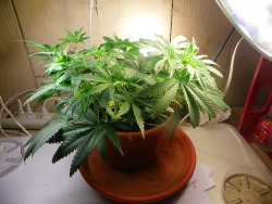 thebiglabluntski:  Plant 2, Even Canopy LST