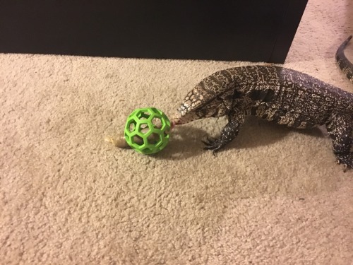 kaijutegu:I got Juju a puzzle ball for Christmas. Tonight I put a reptilink in it!