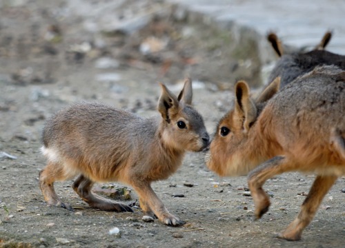 sixpenceee:  The Patagonian Mara is a relatively large rodent found in parts of Argentina. This herbivorous, somewhat rabbit-like animal has distinctive long ears and long limbs and its hind limbs are longer and more muscular than its forelimbs.