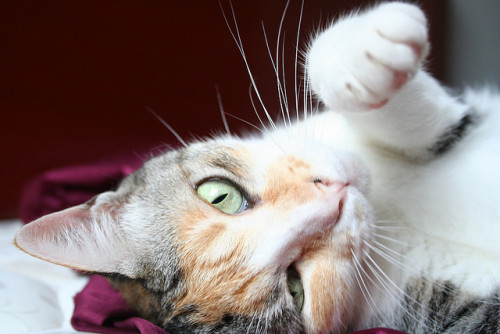 cheetaah by ieve on Flickr.