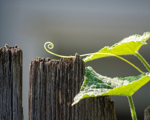 kevinnance: Pigtail © 2015 by Kevin Nance