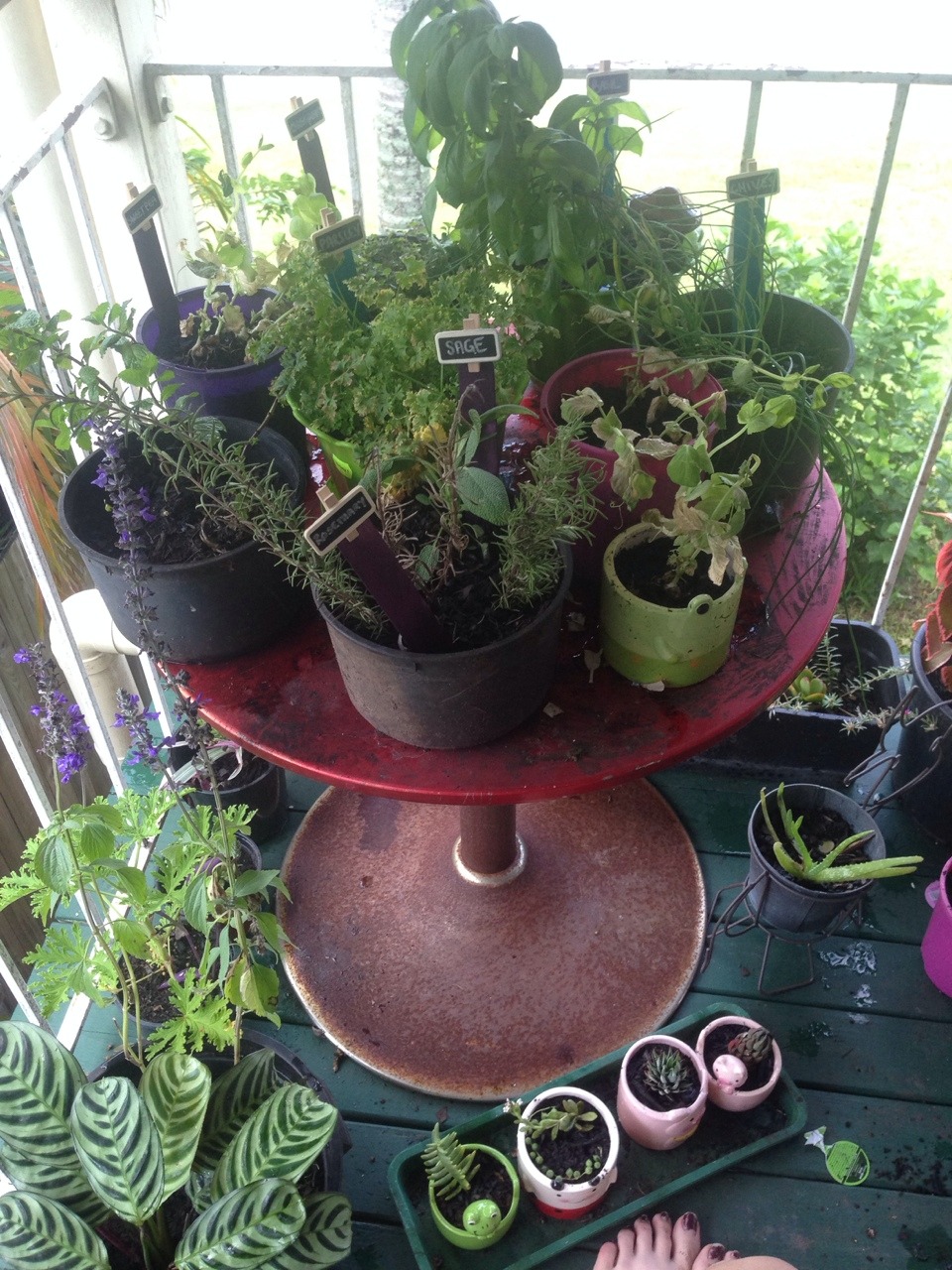 moon-faes:So in less than two weeks I’ve collected over 70 plants! This balcony