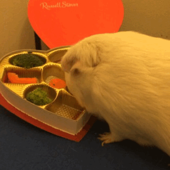 rosie-the-guineapig:  “I always eat the carrots first, then the peppers, then the