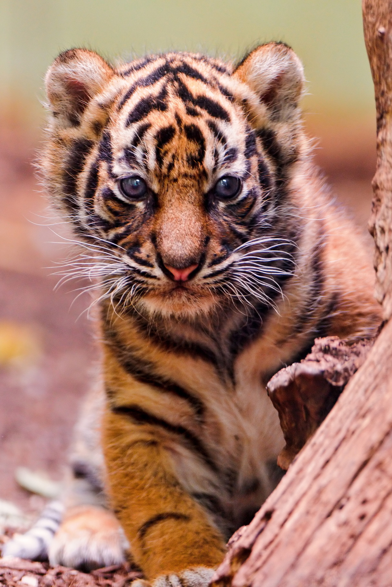 r2&ndash;d2:  Emerging from behind the log by (Tambako the Jaguar) 
