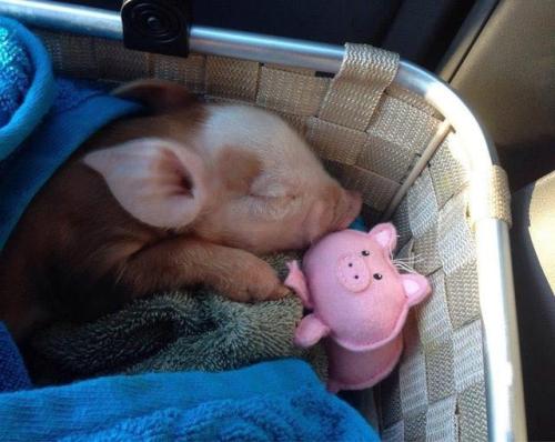 awwww-cute:  Sleeping piglet with her matching porn pictures