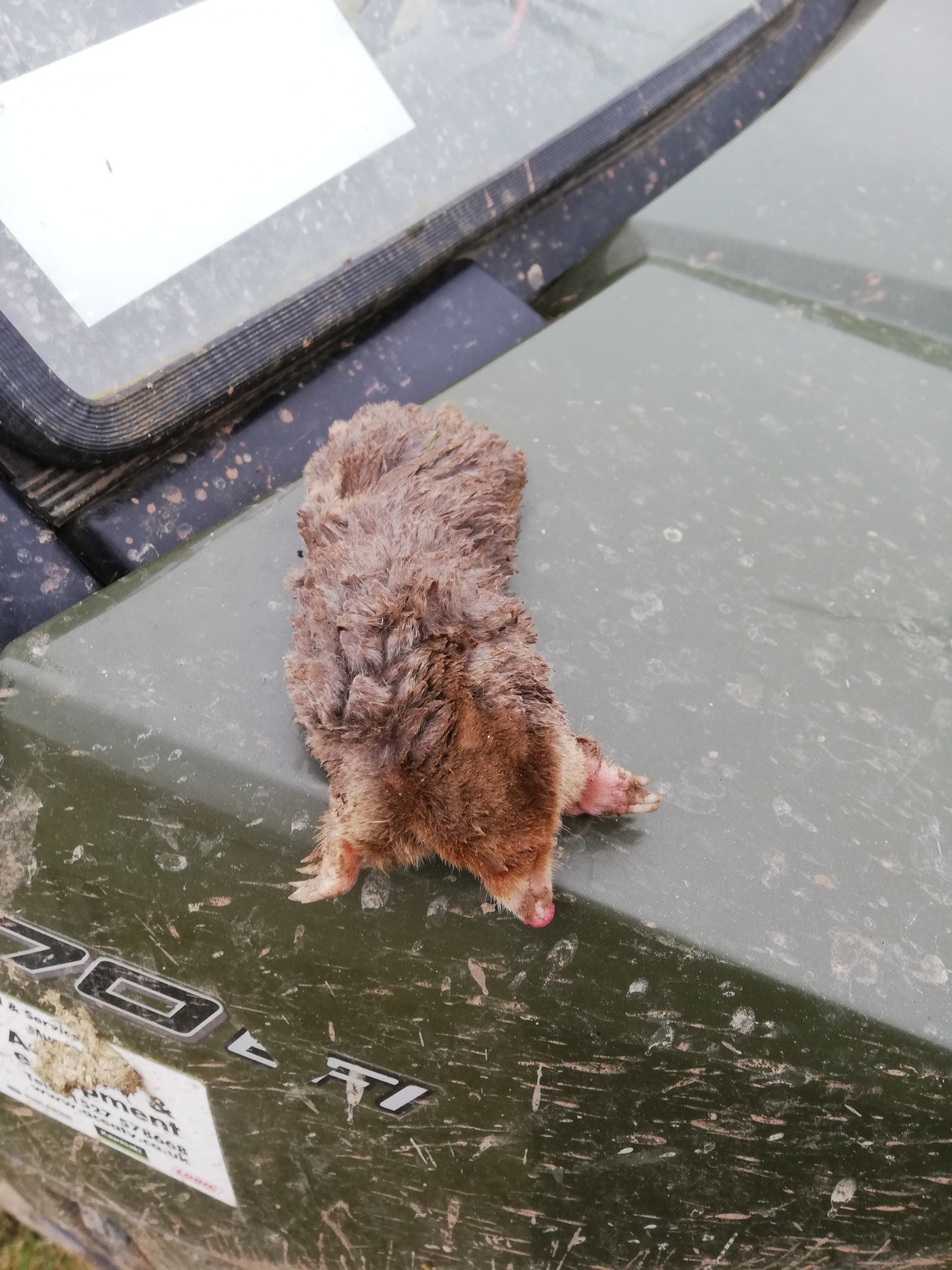 <p>Unusual ginger mole today , busy week covering Shropshire <br/>
Mole control <br/>
Mole catching</p>