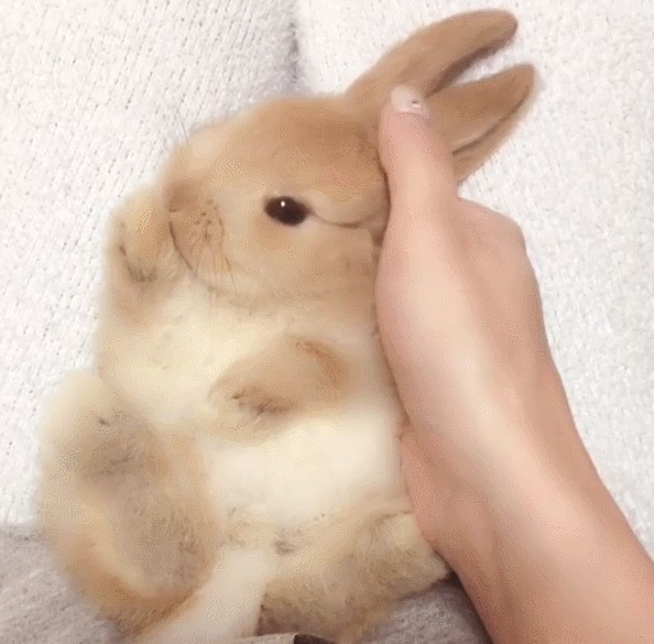 pink-natural: Baby Bun Bun Getting Head Rubs X