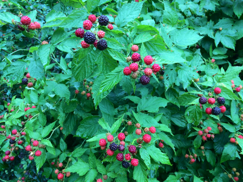 newtowngarden:Wild blackberries! Picked my first cup this morning.