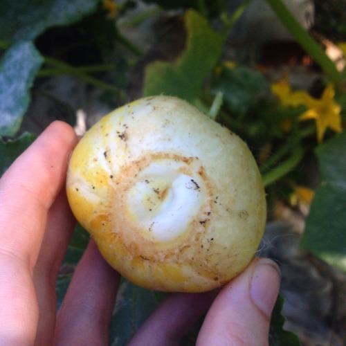 First crystal apple cucumber I grew from seed decided to grow under the mulch so the underside looke