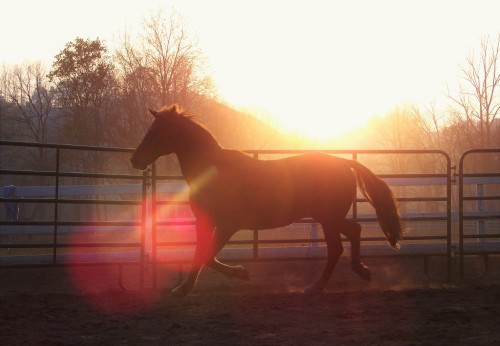 Duncan, Morgan Horse gelding