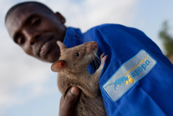 awkwardsituationist:  someone in the world is maimed or killed by a landmine every hour. apopo is a not for profit ngo that has spent the last twenty years developing and implementing “hero rats” to clear affected areas of their landmines - over 1500