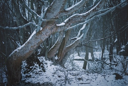 rudolfvlcek:Winter / Forest / Šumava