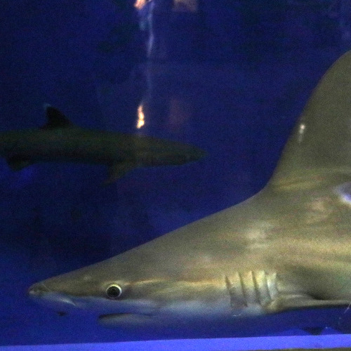 美ら海水族館うまれの子らしいキュルンキュルンしてるせっかくの背鰭を切り取ってゴメン@京急油壺マリンパーク