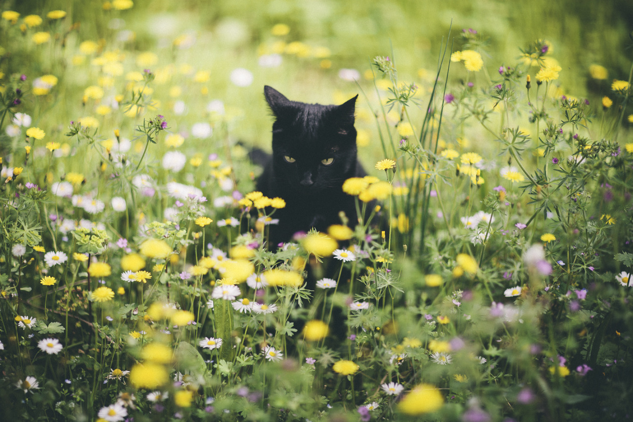 elenamorelli:{ tiny black panther and the spring /// part two }-luna, green grass