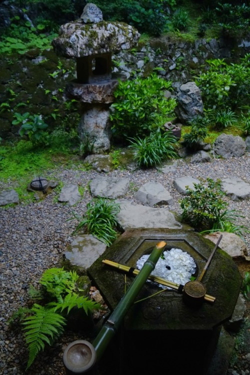 chitaka45: 京都 「柳谷観音・楊谷寺」紫陽花 kyoto 「yanagidanikannon・yokokuji」hydrangea