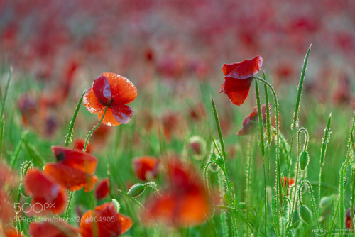 poppy field by norlies