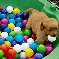 Golden Retriever Petre Stimboard ☆