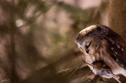 owlday:  Saw Whet Owl by Matt Bango 
