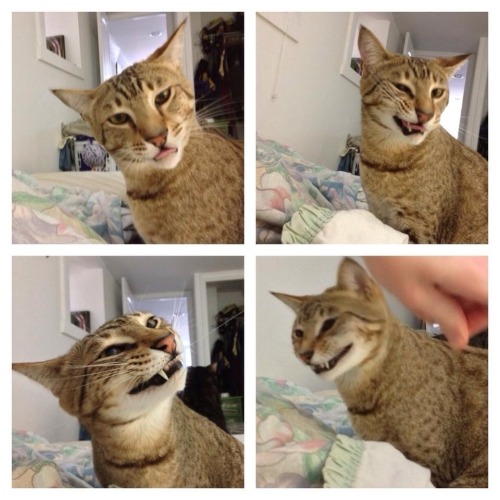 poyzn:  Animals that are innocently awesome.
