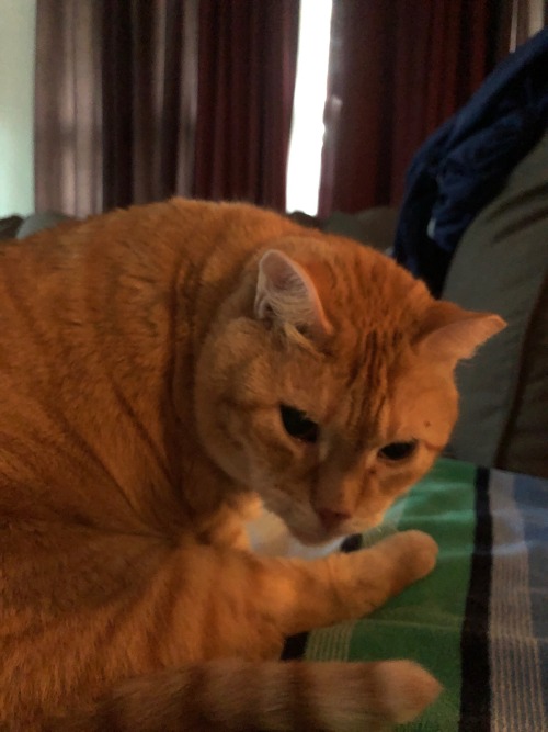 My Aunt Is Staying With My Ma And I, And She Brought Her Cat! This Is Buddy, Who Is
