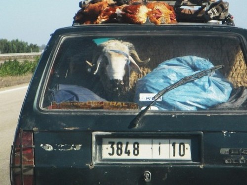 excerpts from Benjamin Baumann: Streets of Morrocco and Nataly Castañeda: J’Adore Marroc