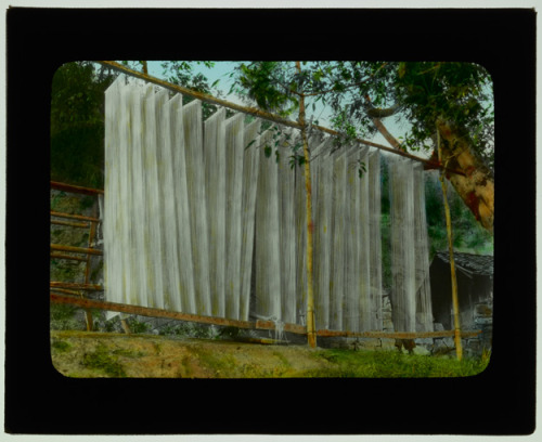 poppoppopblowblowbubblegum: glass lantern slides from china, 1917-19 1. noodle making 2. pounding pa