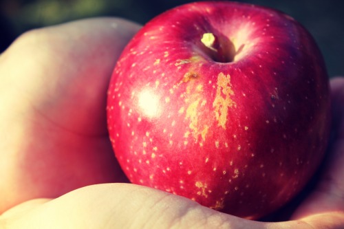 Photo Shoot: Apple Picking