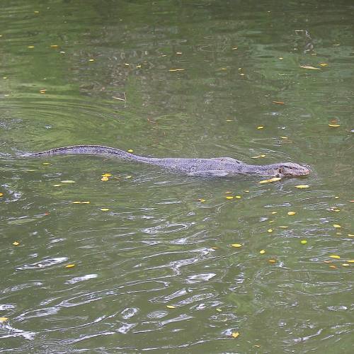 Dragon in the water #dusitzoo #zoo #thailand #varane #dragon #water #thai #bangkok #frommycamera