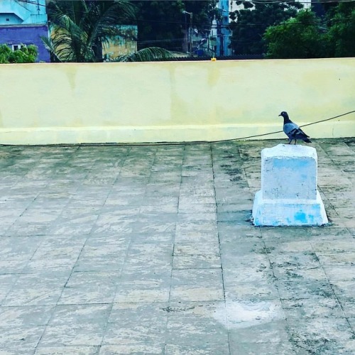 #onepigeon #எங்கள்வீட்டுமொட்டைமாடி (at Erukkancheri, Tamil Nadu, India) https://www.instagram.com/p/